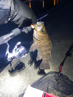 メバルの釣果