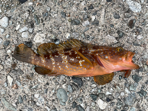 キジハタの釣果