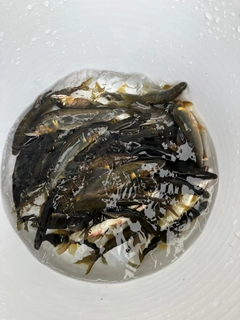 アユの釣果