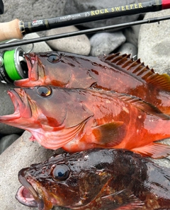 アカハタの釣果