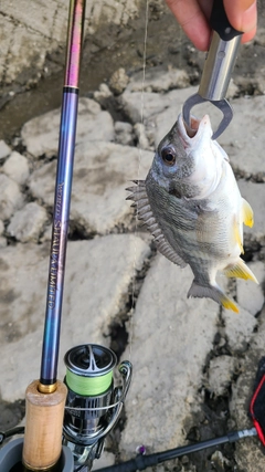 キビレの釣果