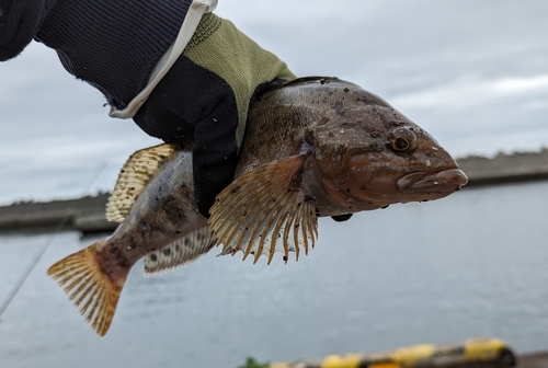 アイナメの釣果