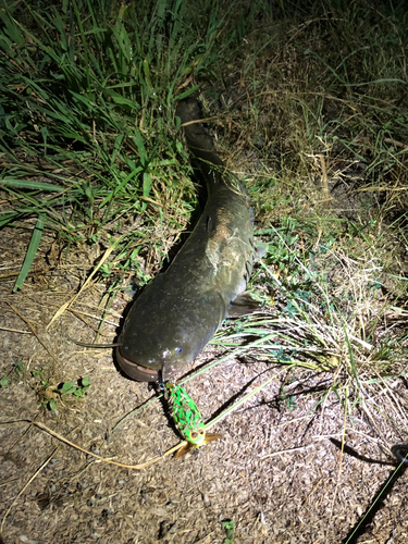 ナマズの釣果