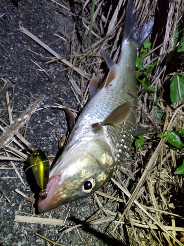 ニゴイの釣果