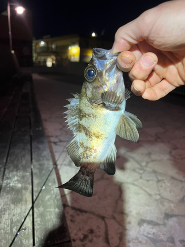 メバルの釣果