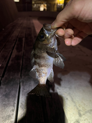 メバルの釣果