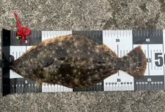 ヒラメの釣果