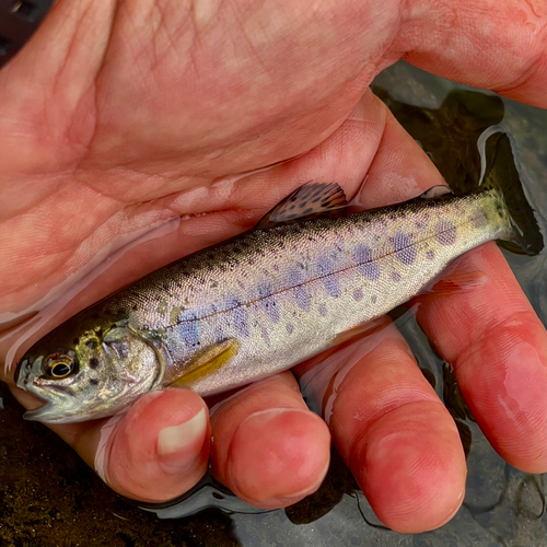 ニジマスの釣果