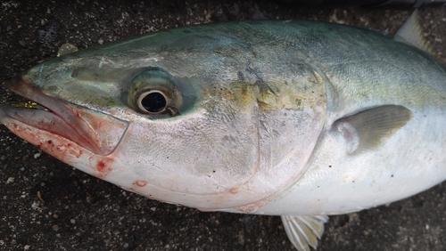 ツバスの釣果