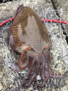 モンゴウイカの釣果