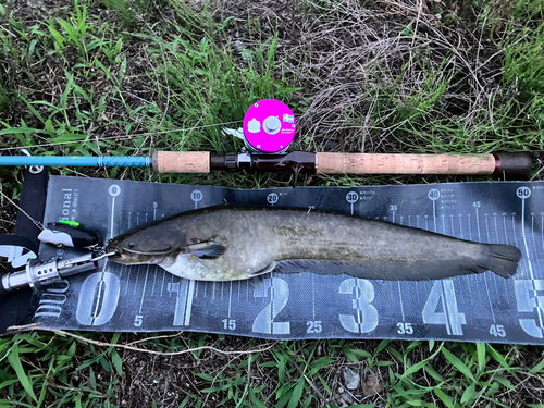 ナマズの釣果