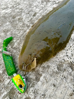 シタビラメの釣果