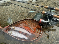 イワナの釣果