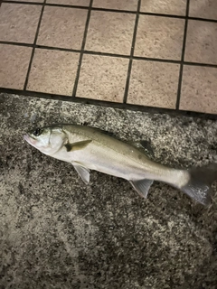 セイゴ（タイリクスズキ）の釣果