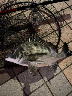 クロダイの釣果