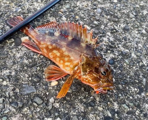 カサゴの釣果