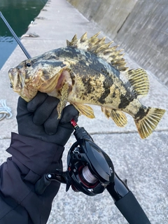 ベッコウゾイの釣果