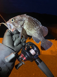 マゾイの釣果