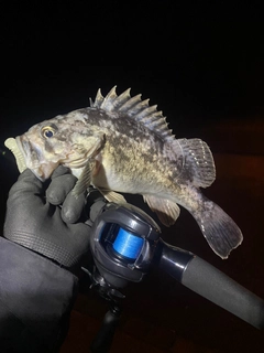 クロソイの釣果