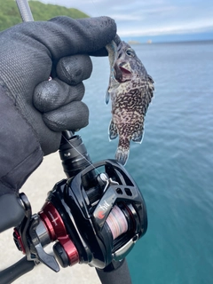 マゾイの釣果