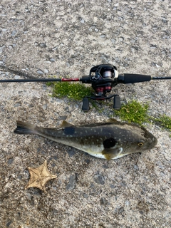 マフグの釣果