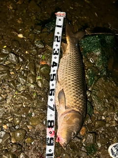 コイの釣果