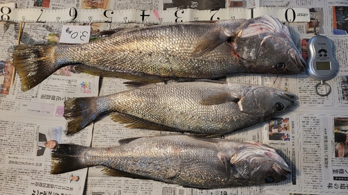 ニベの釣果