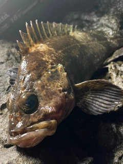 ハチガラの釣果