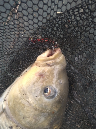 コイの釣果