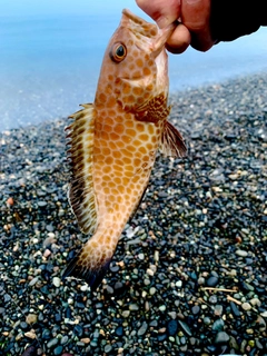 オオモンハタの釣果