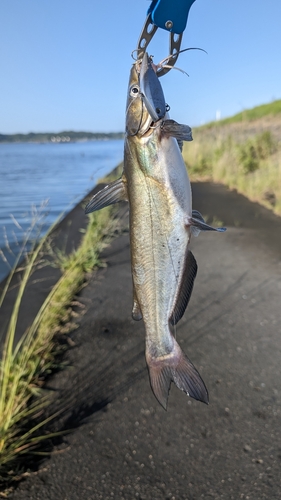 アメリカナマズの釣果