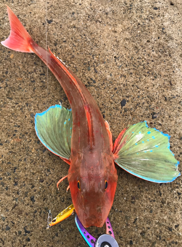 ホウボウの釣果