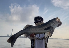 スズキの釣果