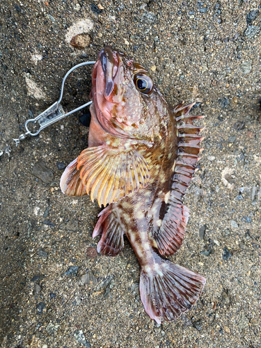 カサゴの釣果