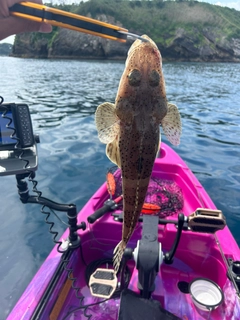 ワニゴチの釣果