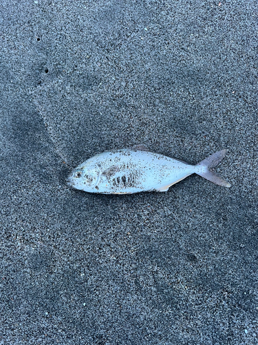 カマスの釣果