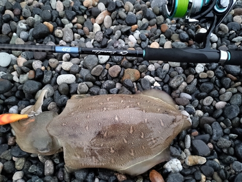 コウイカの釣果