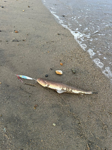 エソの釣果