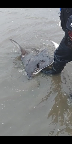 ナルトビエイの釣果