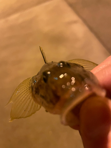 ハゼの釣果