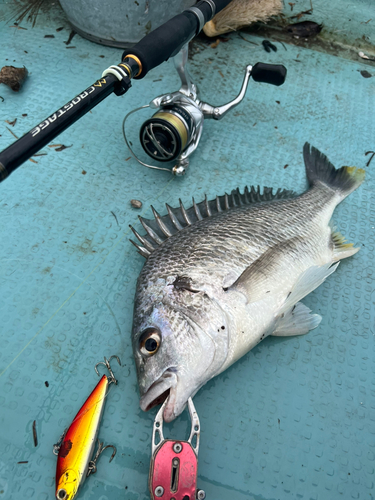 チヌの釣果