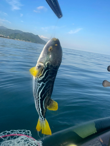 シマフグの釣果