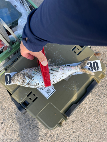 コノシロの釣果