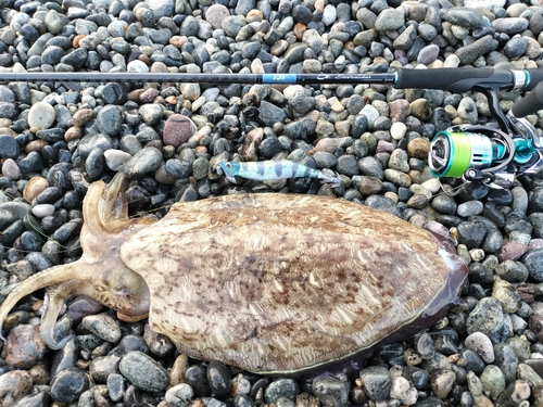 コウイカの釣果