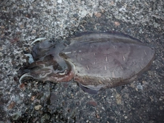 モンゴウイカの釣果