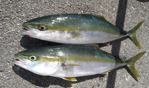 ツバスの釣果