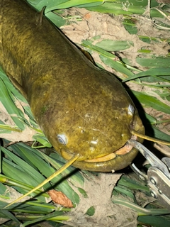 マナマズの釣果