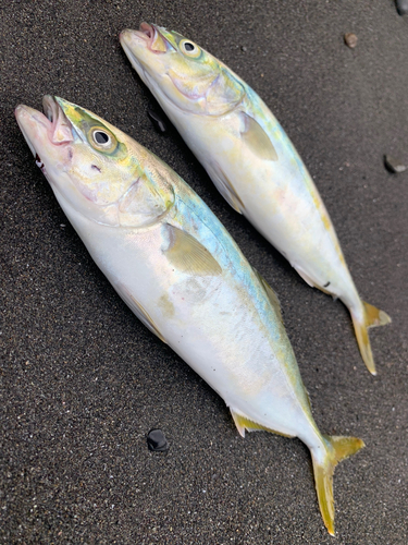 ワカシの釣果