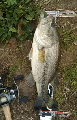 ブラックバスの釣果