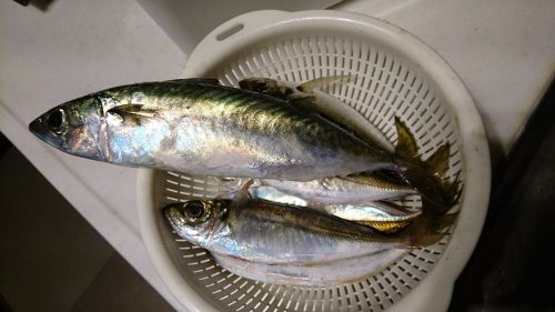 サバの釣果